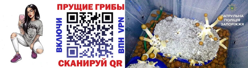 Псилоцибиновые грибы Psilocybe Нижневартовск